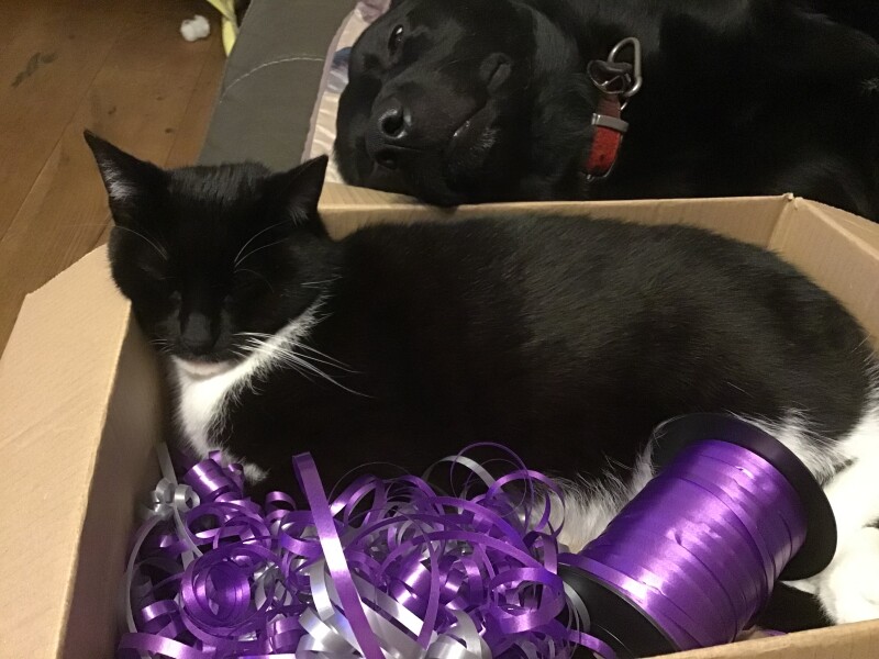 Larry the Cat for Prime Minister.