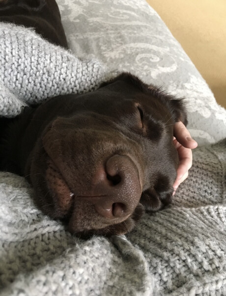 To think the comfort you get from a dog is like no other (photo)