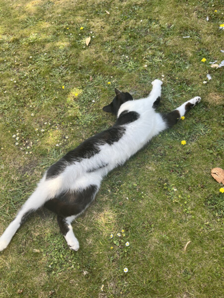 How my cats (lizards) are dealing with this terrible heat?