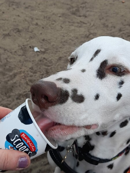 My dog is not allowed