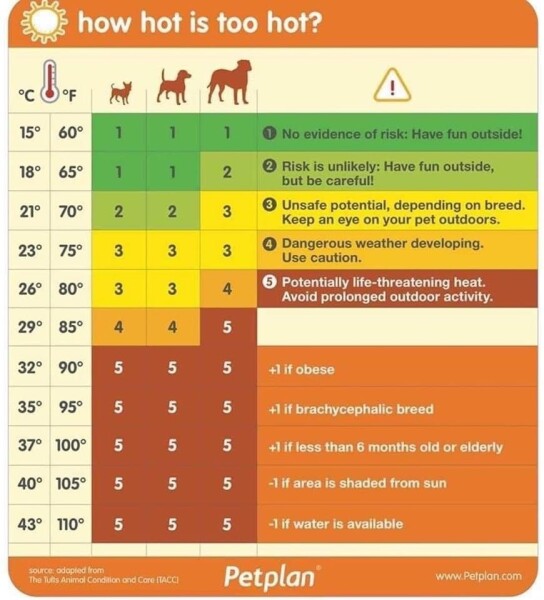Dogs and this heat 