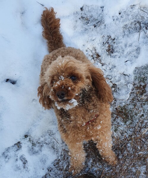 My mini poodle attacked by Bull Mastiff