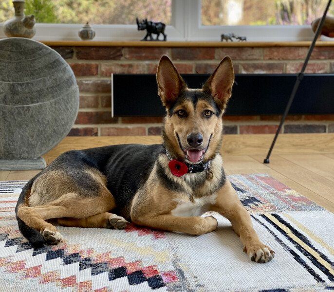 Thinking of getting a Dobermann 
