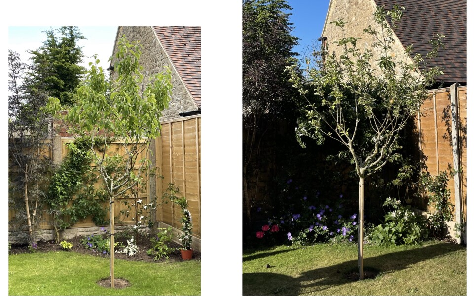 What’s wrong with my apple tree?
