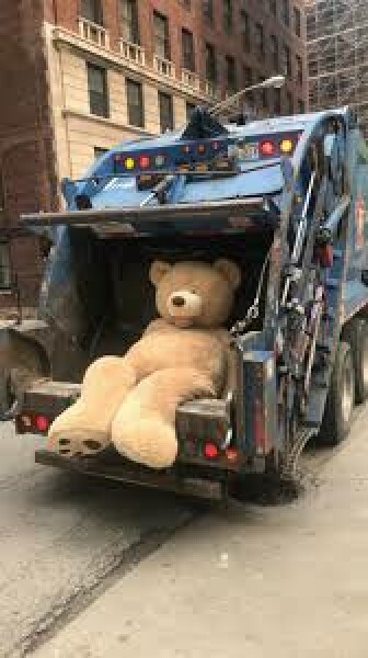 A large bear has appeared in my brother in laws drive... 