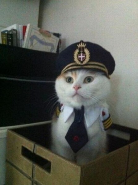 Surely you don’t take a cat on holiday?!