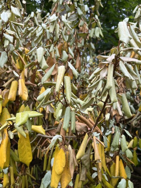 Those who are very knowledgeable about plants