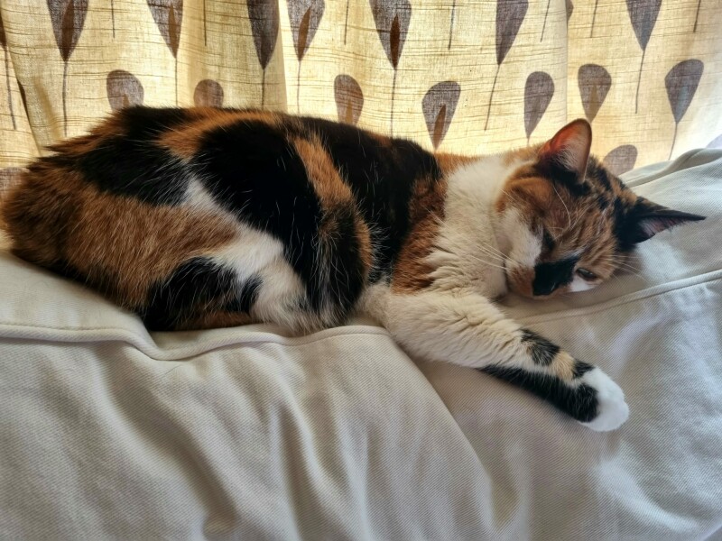 My darling elderly cat is so sick