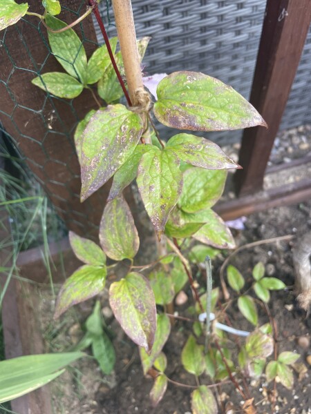 Is my clematis dead. 