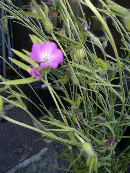 Does anyone know what this flower is?