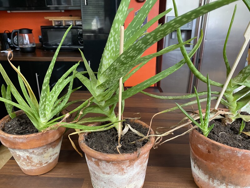 Help, aloe advice 