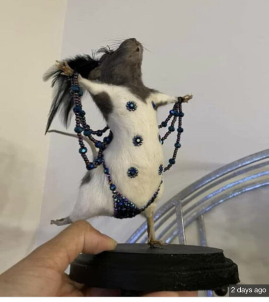 What is this on my cat??
