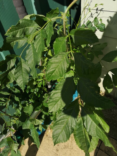 Another plant ID please!