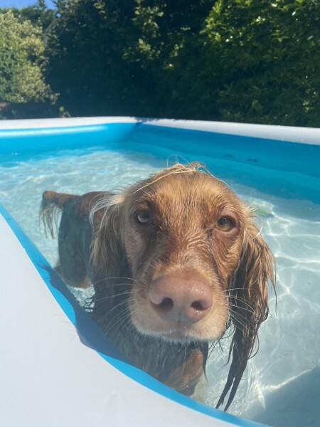 Dog owners, are you walking them today?