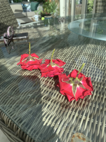Rose not growing well - should I cut it right back now?