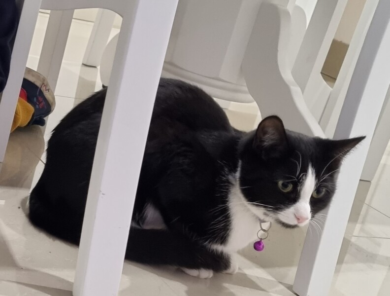 My beautiful kitty died today