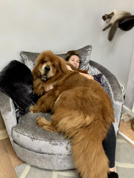 My dog is not allowed
