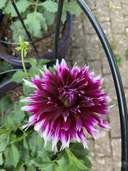 Who’s growing Dahlias this year
