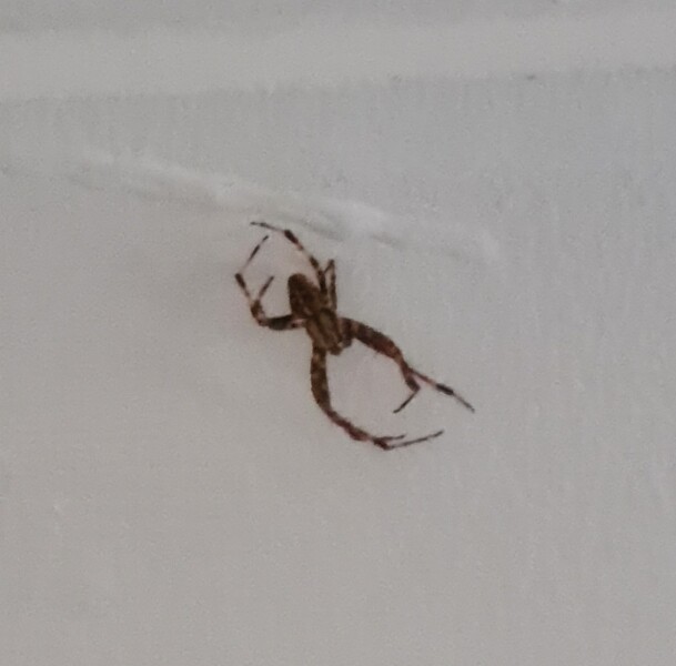 Need help with spider identification please. WARNING: CONTAINS PHOTO