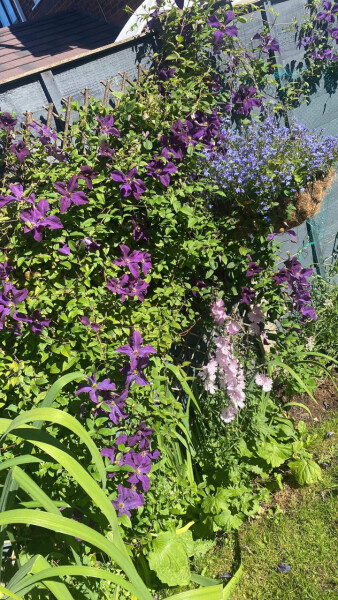 Help my clematis has collapsed in days!