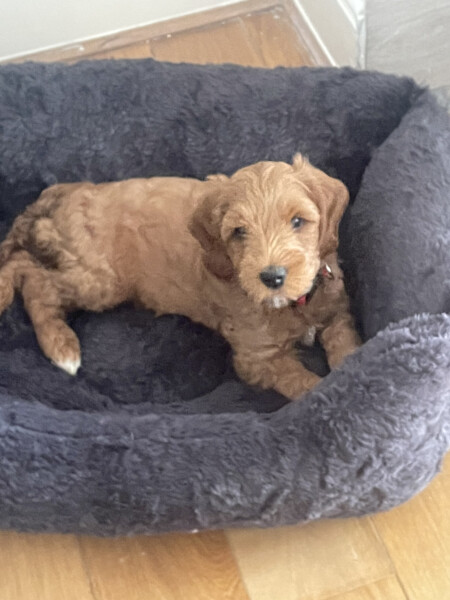 New puppy question! How do I, um, clean his bum?
