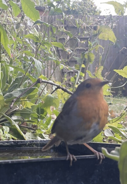 To ask you to please help hedgehogs and other wildlife prepare for winter
