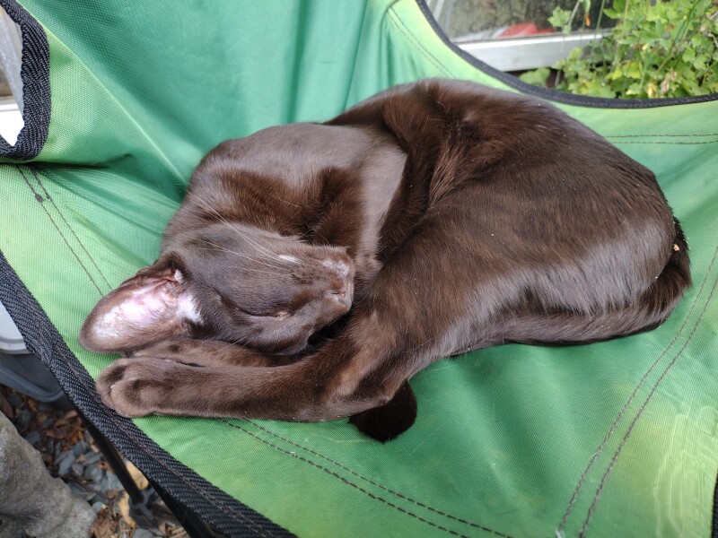 How my cats (lizards) are dealing with this terrible heat?