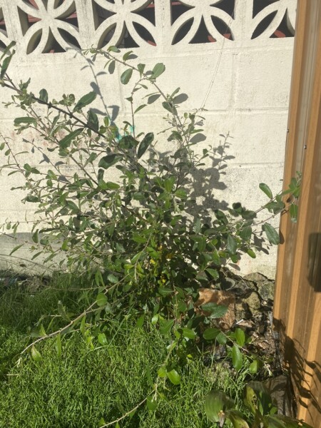 Help me identify this plant please...