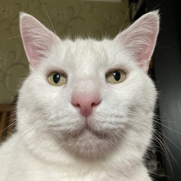 Cat mugshots