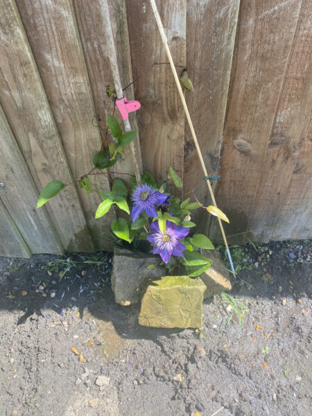 Help my clematis has collapsed in days!