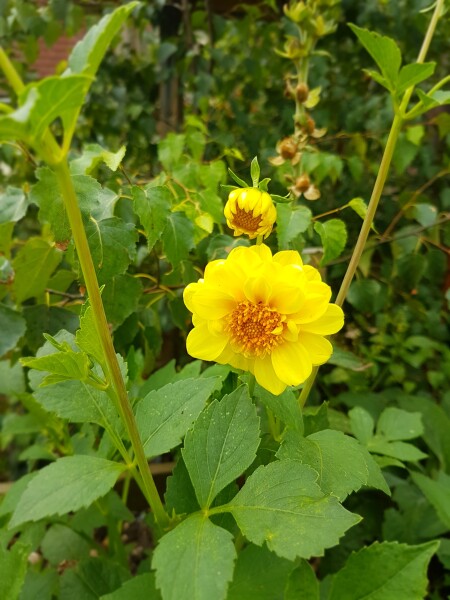 Who’s growing Dahlias this year