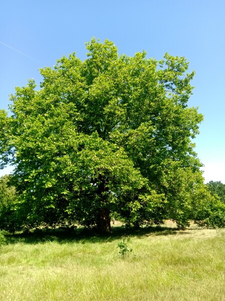 Scattering ashes - a silly question?