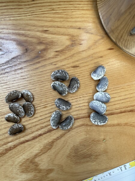 Help identifying these beans!