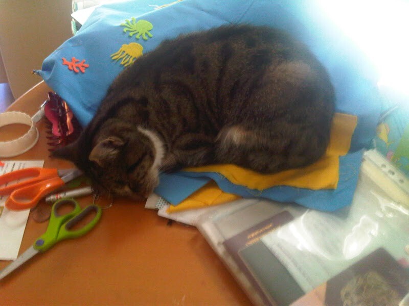 My cat likes to sleep...