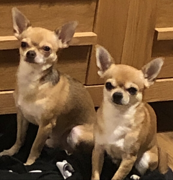 To think chihuahuas are the best dog?