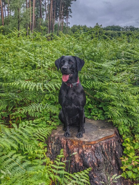 Labrador dog or bitch??