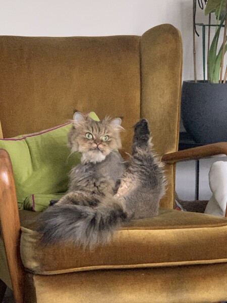 Rescue persian - trauma and grooming woes. 