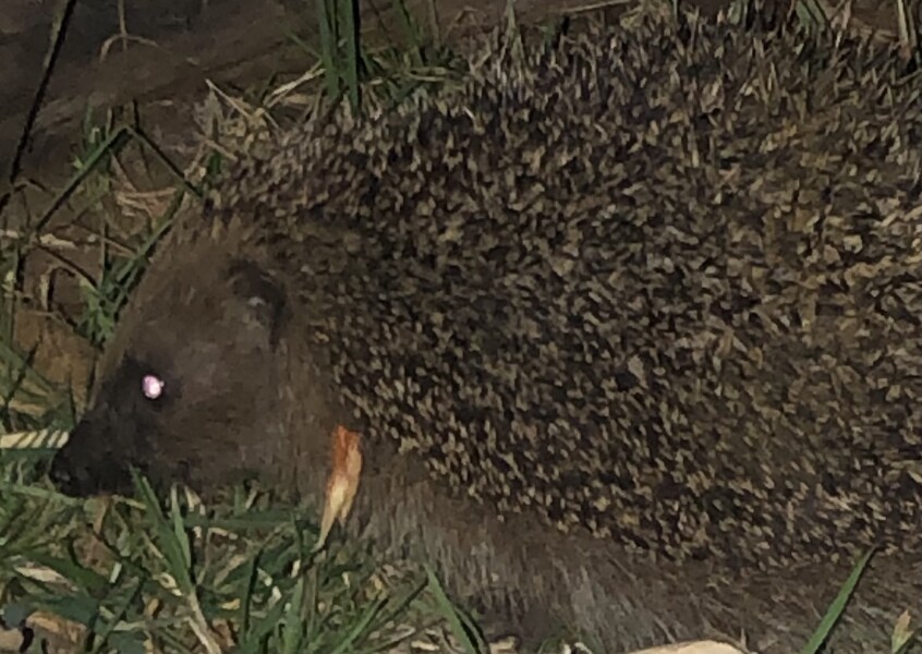 To ask you to please help hedgehogs and other wildlife prepare for winter