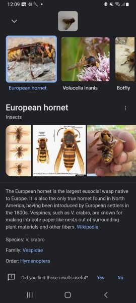 Can anyone tell me if this is a wasp or a bee