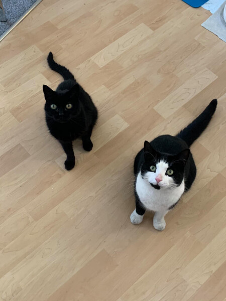Larry the Cat for Prime Minister.