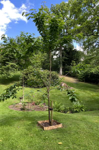 How to prune this cherry tree - please help