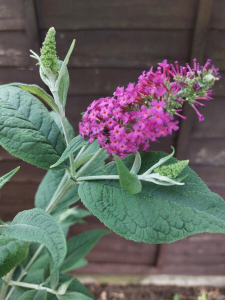 Buddleia