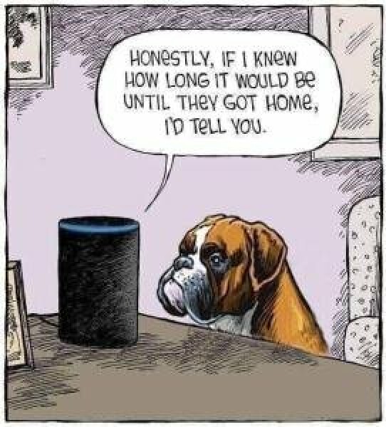 Leaving dogs alone