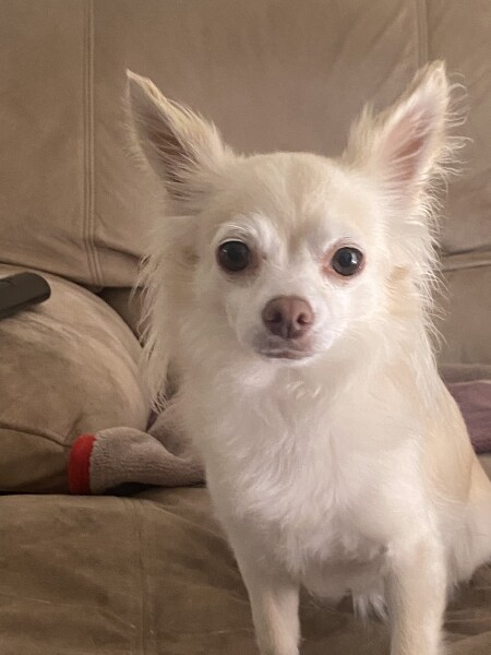 Show me your little white dogs!