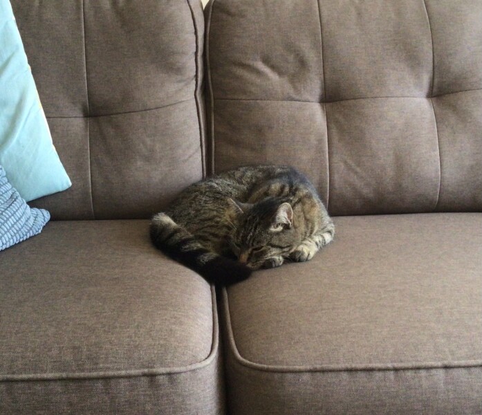 My cat likes to sleep...