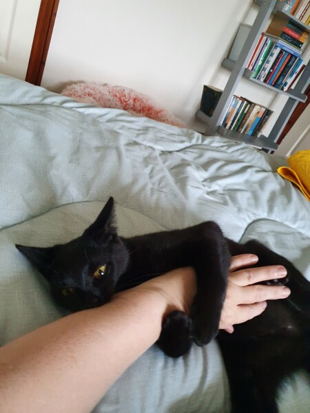 My kitten went bananas
