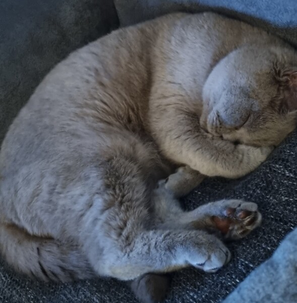 Being oversensitive to my cat?
