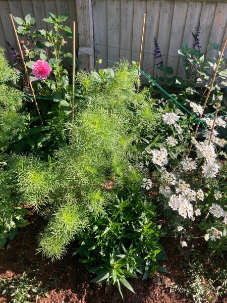Cosmos with no buds yet