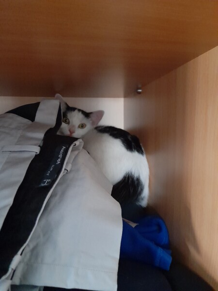 My cat likes to sleep...