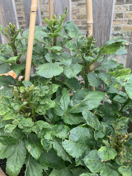 Who’s growing Dahlias this year